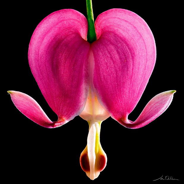 Bleeding Hearts 40x40