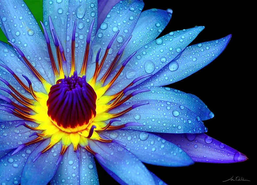 Blue-Beauty-Waterlily-30x40-2
