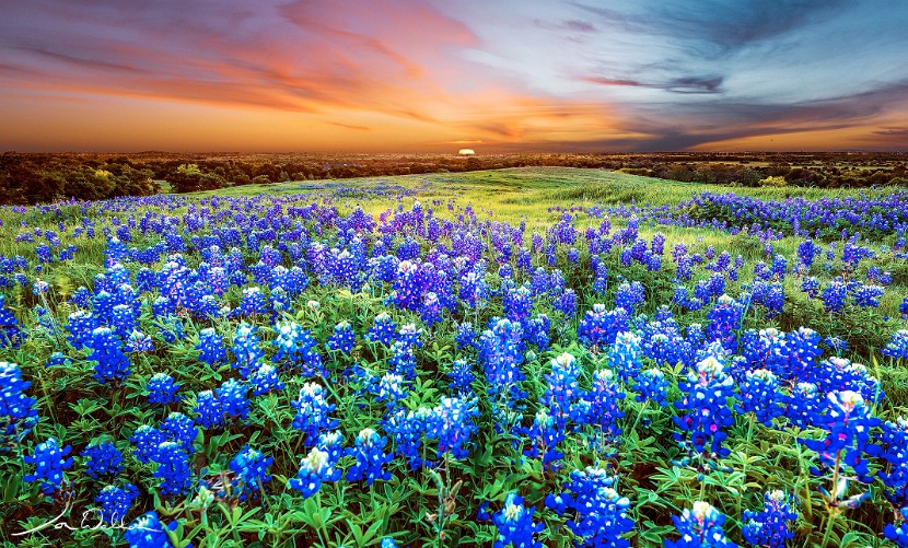 Bluebonnet-Ridge-30x40 2