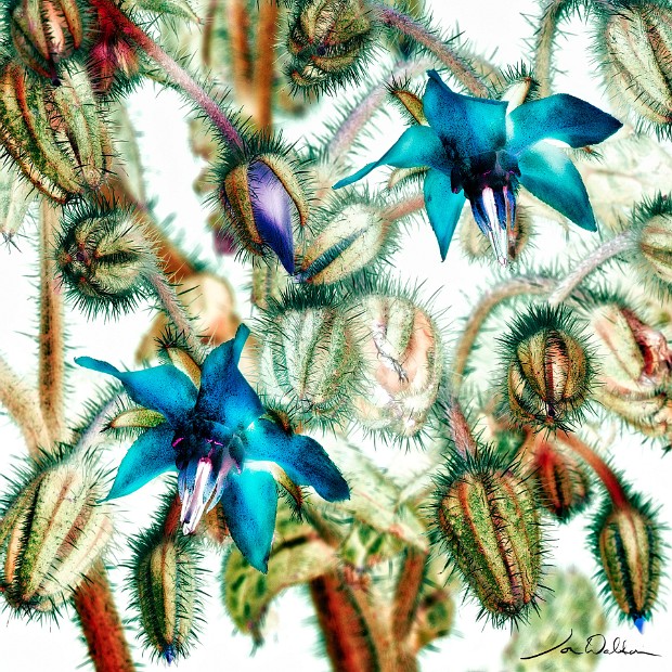 Borage X 40x40