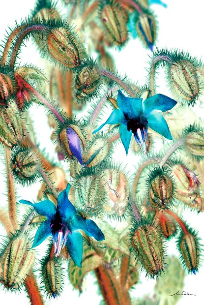 Borage X 40x60
