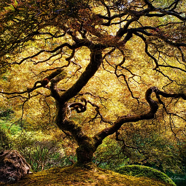 Japanese Lace Leaf Maple 36x36