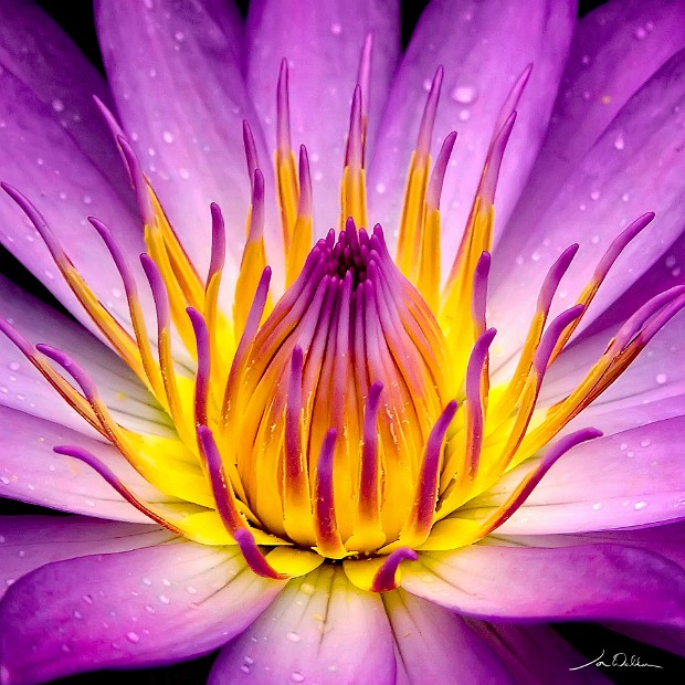Waterlily Dance 36x36