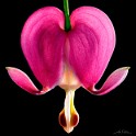 Bleeding Hearts 40x40.jpg