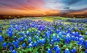 Bluebonnet-Ridge-30x40 2.jpg
