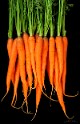 Carrots.jpg