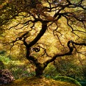 Japanese Lace Leaf Maple 36x36.jpg