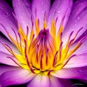 Waterlily Dance 36x36.jpg